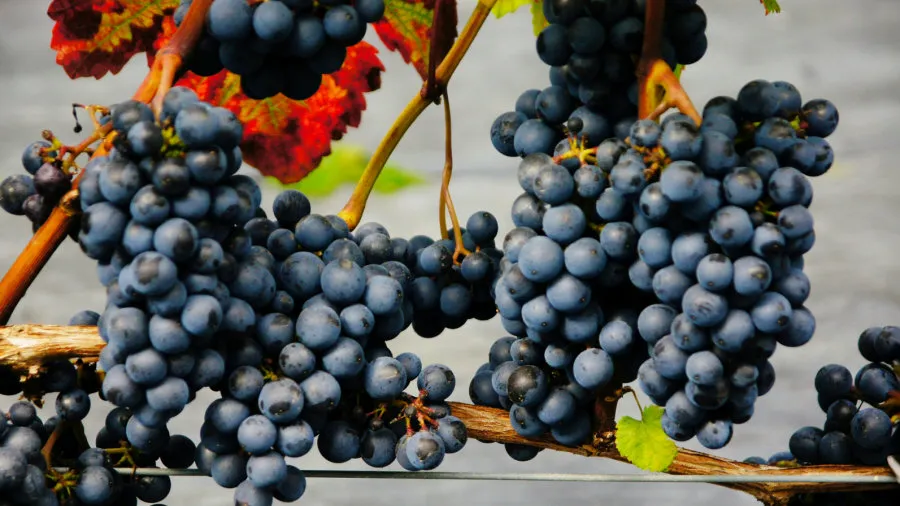 Розплідник ягідних кущів Krzewiński оптом 05