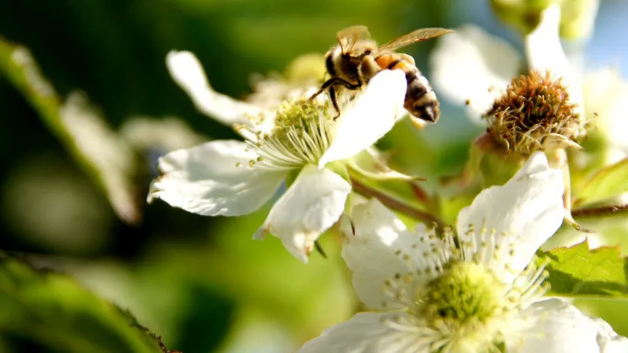 Розплідник ягідних кущів Krzewiński оптом 07