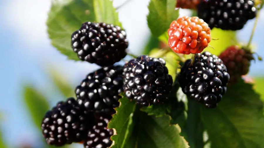 Розплідник ягідних кущів Krzewiński оптом 09