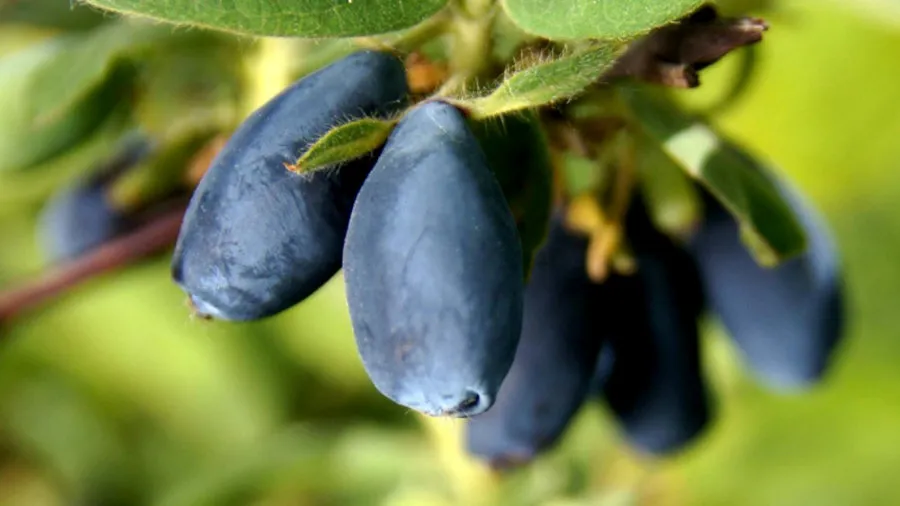 Розплідник ягідних кущів Krzewiński оптом 10