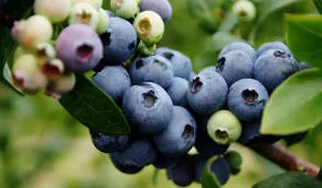 Розплідник ягідних кущів Krzewiński оптом - img 01