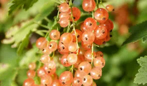 Розплідник ягідних кущів Krzewiński оптом - img 04