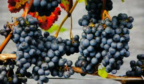 Розплідник ягідних кущів Krzewiński оптом - img 06