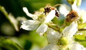 Розплідник ягідних кущів Krzewiński оптом - img 12