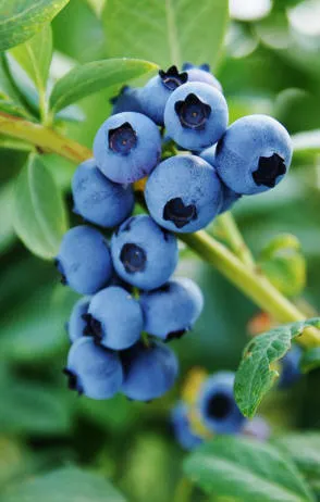 Розплідник ягідних кущів Krzewiński оптом - img 13