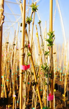 Розплідник ягідних кущів Krzewiński оптом - img 14